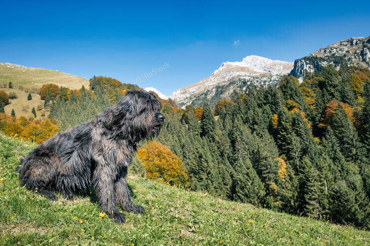 Black Bergamasque shepherd dog in the Orobic Alps
