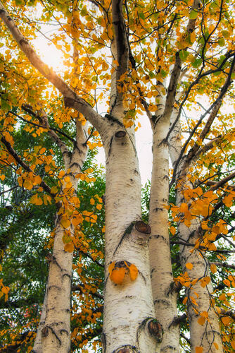 birch trees in autumn