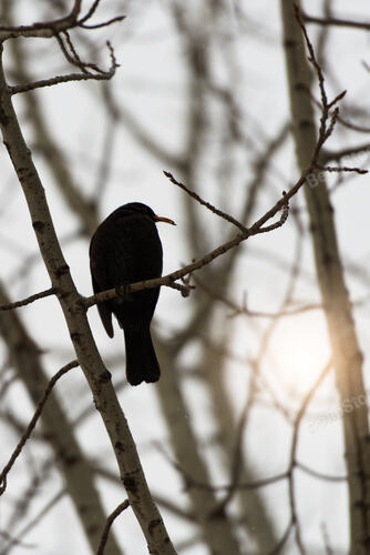 Blackbird above branches