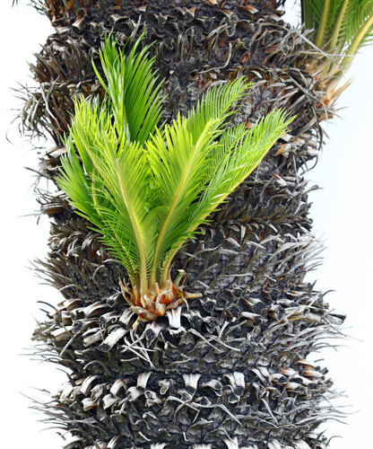 Bulb growing near the trunk of a cycas revoluta.