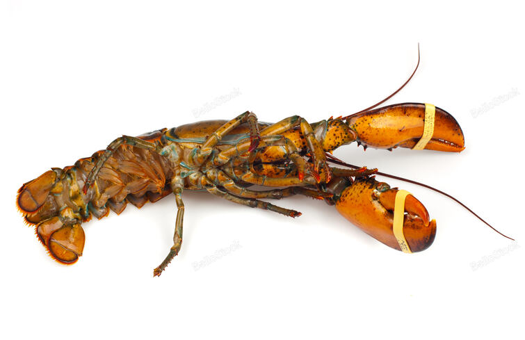 Living lobster isolated on white background