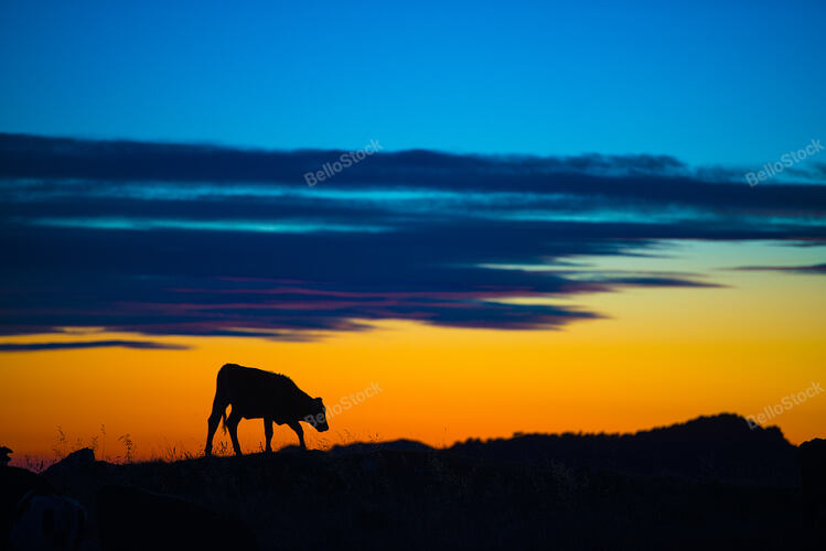 Cow eating in a mountain at sunset