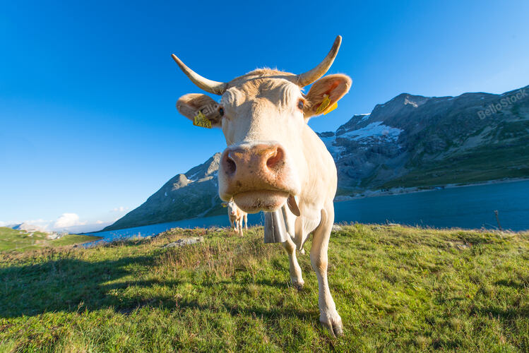 Cow in high alpine pasture on Swiss alps in summer