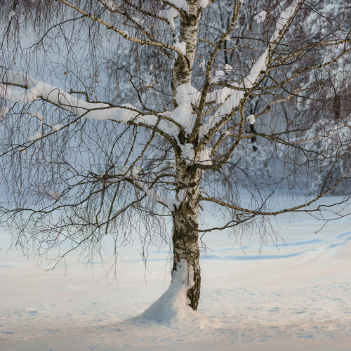 Detail of birch plant among the winter snow